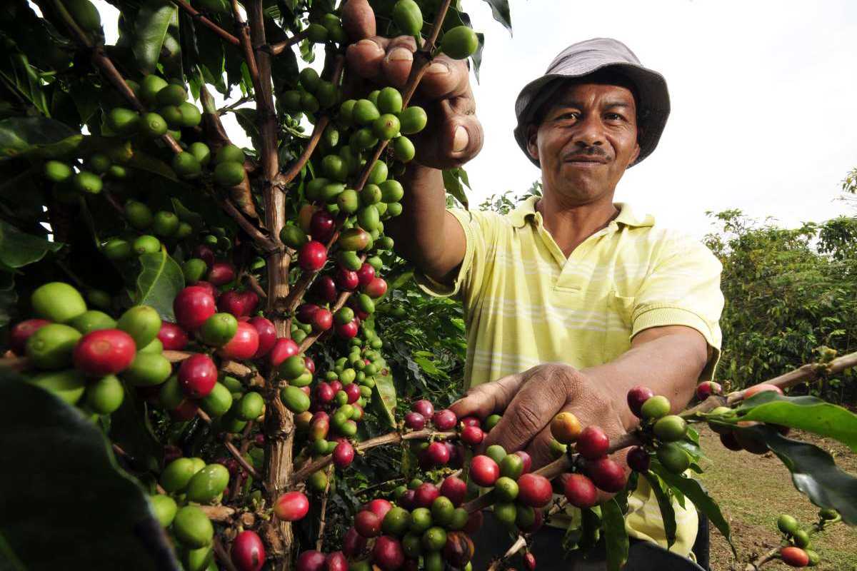 A coffee farmer
