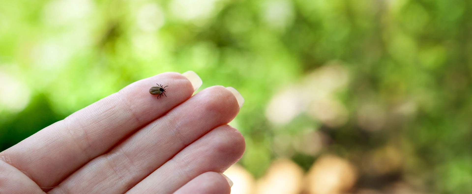 Tick