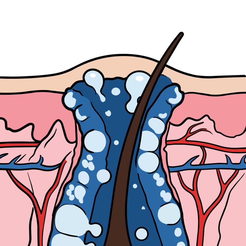 Apocrine