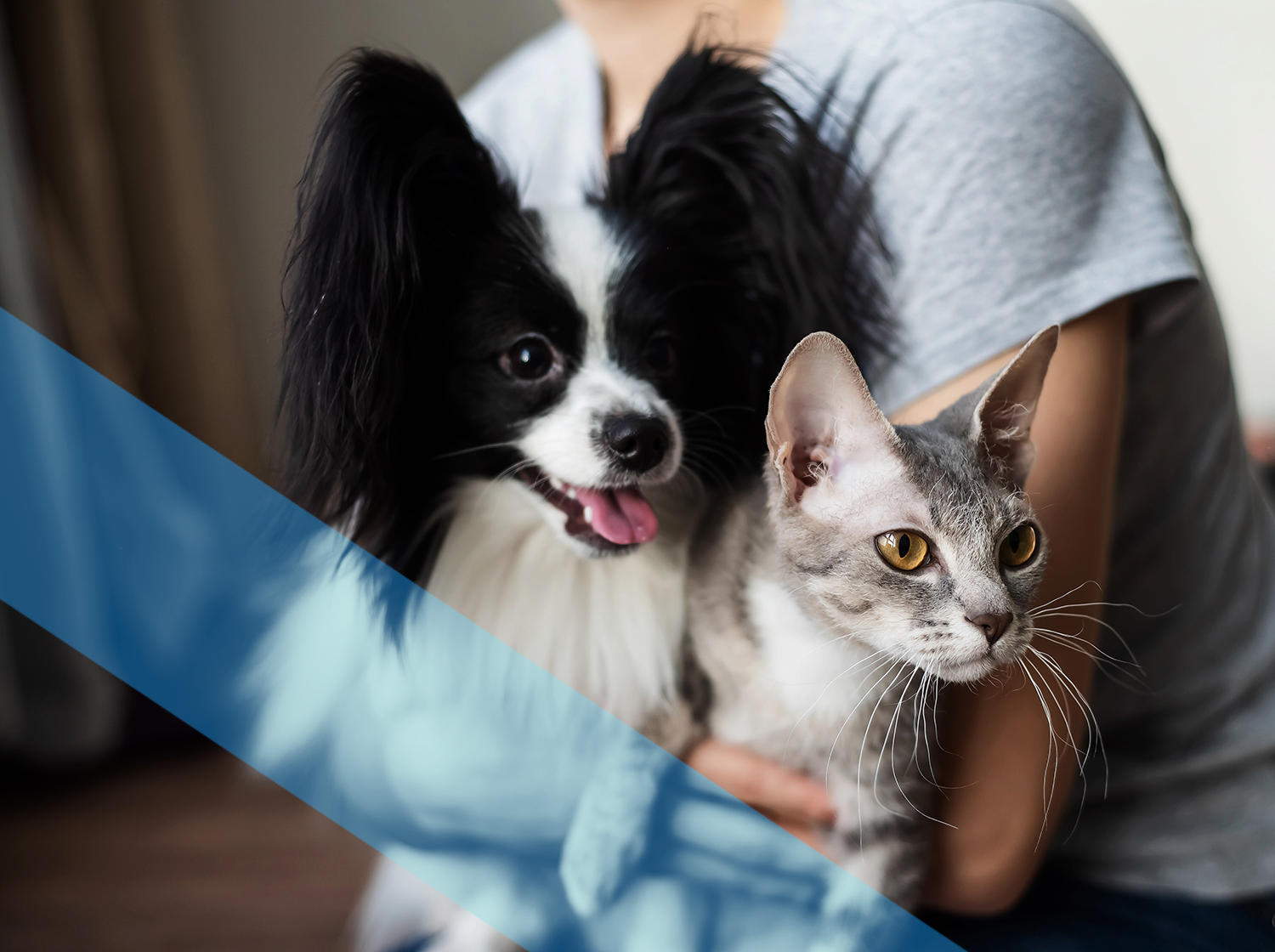 A person holding a dog and a cat