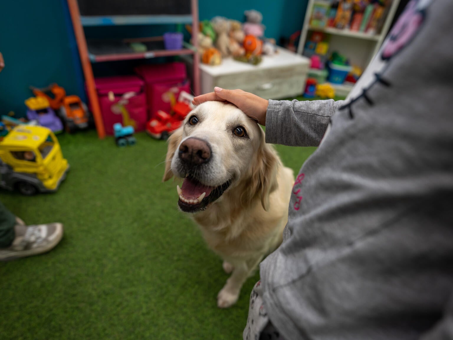Julie the golden retriever smiles with its mouth open as it receives a pat. 
