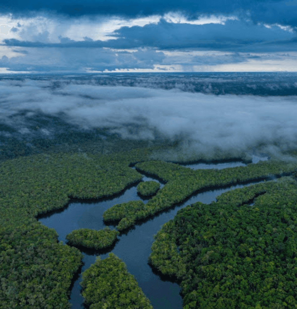An aerial view of the rainforest