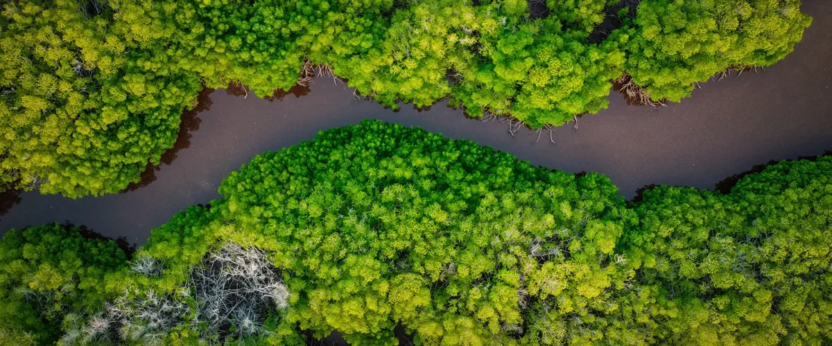 An aerial view of a river running through a forest