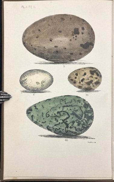Eggs of various birds, including a murre (bottom), and a loon (top), hand-colored woodcut by Charles Johnson Maynard, in his Eggs of North American Birds, plate 1 (frontispiece), 1890 (Linda Hall Library)