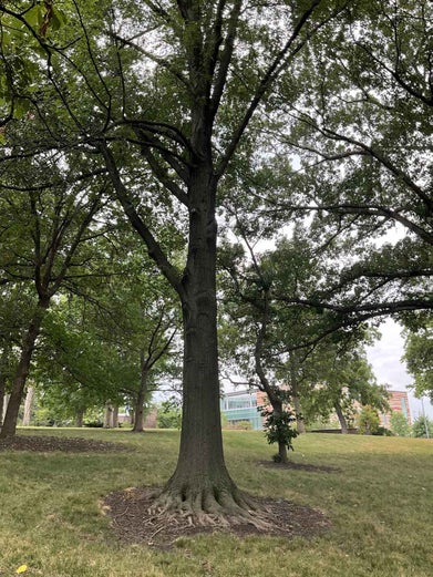 Texas Red Oak 34331 Linda Hall Library