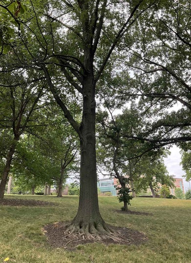 Texas Red Oak 34331 Linda Hall Library