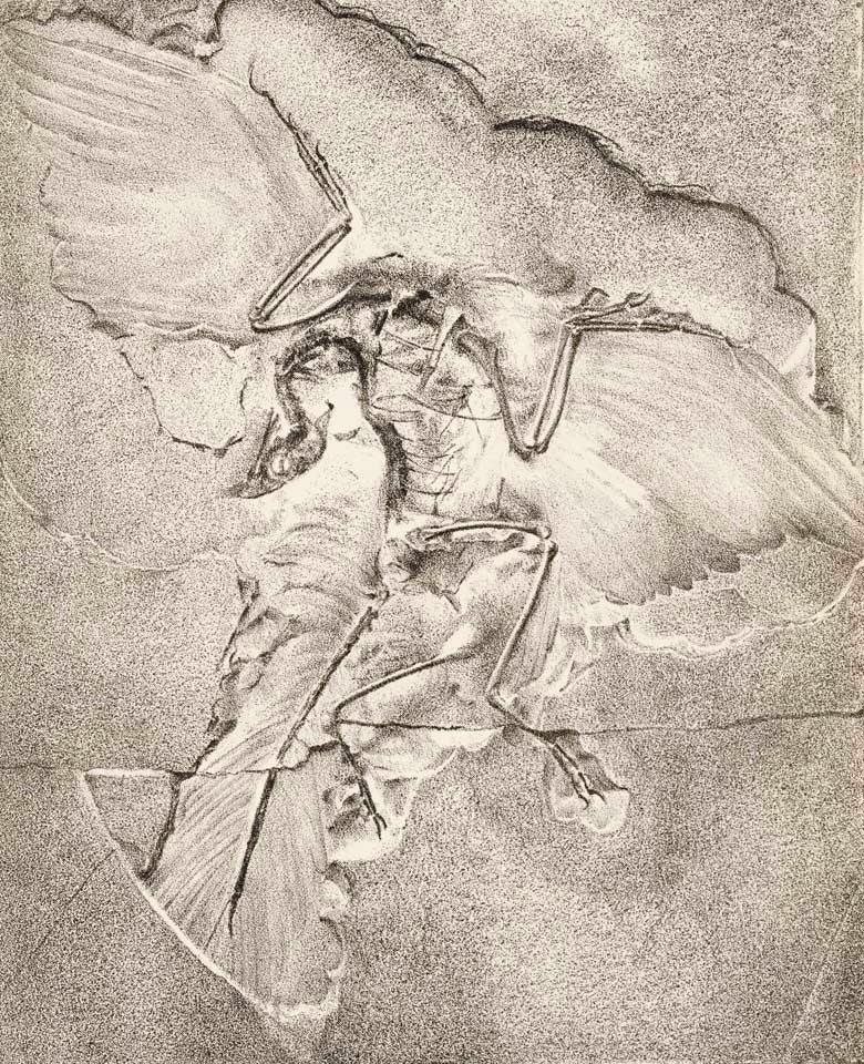 The Berlin Archaeopteryx. This work was on display in the original exhibition as item 16. Image source: Seeley, Harry G. "On some differences between the London and Berlin specimens referred to Archaeopteryx," in: Geological Magazine, series 2, vol. 8 (1881), pp. 454-455.