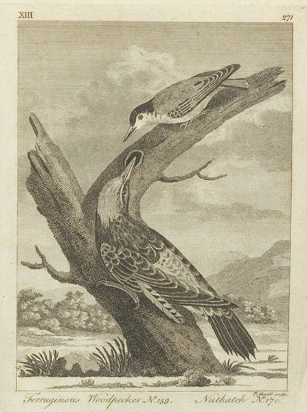 Ferruginous woodpecker and nuthatch, engraving, Thomas Pennant, Arctic Zoology, 1792 (Linda Hall Library)
