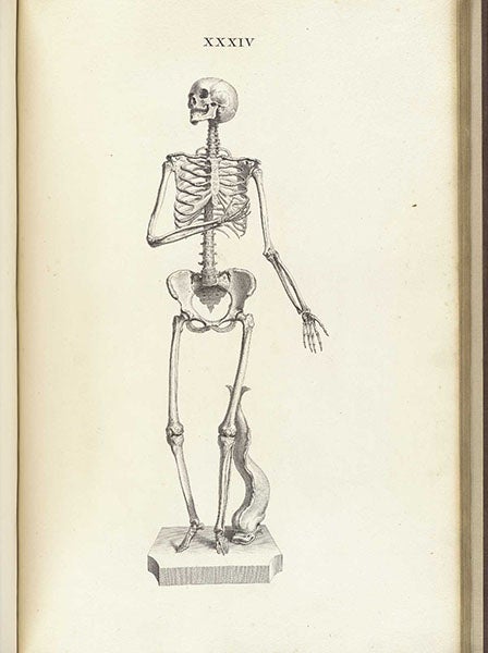 Female skeleton, in the pose of the Venus pudica (modest Venus), engraving in Osteographia, or the Anatomy of the Bones, by William Cheselden, plat 34, 1733, National Library of Medicine (nlm.nih.gov)