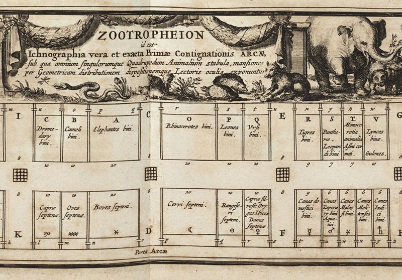 Detail of “Ichnographia” (fifth image), level one, showing the compartments for large animals such as elephants, rhinos, lions, tigers, even wolverines (gulones); their dinner is right across the aisle, engraving in Arca Noë, by Athanasius Kircher, foll. p. 108, 1675, copy 2 (Linda Hall Library)
