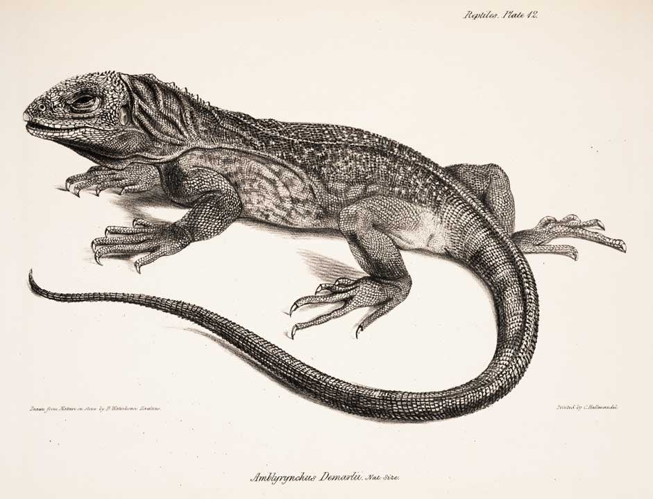Land iguana, by Benjamin Waterhouse Hawkins. Image source: Darwin, Charles. The Zoology of the Voyage of H.M.S. Beagle. Vol. 5: Reptiles, London: Published by Smith, Elder and Co., 1839, pl. 12.