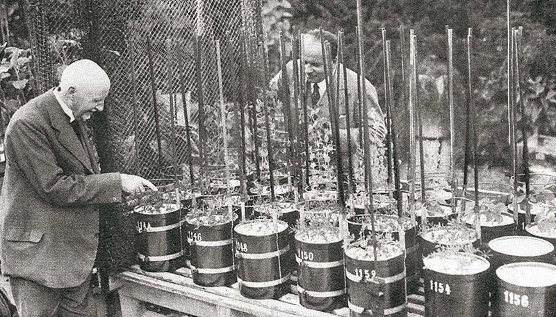 Hermann Hellriegel (left) with sand-culture-grown legumes, undated photograph, Hochschule Anhalt (hs-anhalt.de)