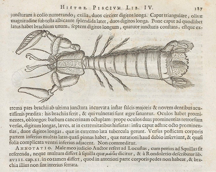 Mantis shrimp, woodcut by Georg Markgraf, from Willem Piso, <i>Historia naturalis Brasiliae</i> (1648), and cited by Johann C. Fabricius, Species Insectorum, 1781 (Linda Hall Library)