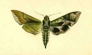 Philampelini, Eumorpha pandorus. Price also illustrated butterflies and moths in various stages of their metamorphoses. Her images were often presented in the style of a specimen, as in this illustration of Pandorus Sphinx, showing both wings positioned next to the body, with one wing reversed in order to reveal both front and back details. 
