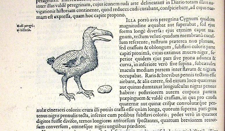 Dodo, from Mauritius, woodcut, Exoticorum libri decem, by Carolus Clusius, p. 100, 1605 (Linda Hall Library)