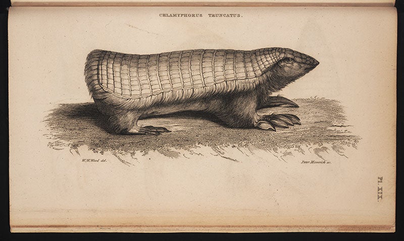 <i>Chlamyphorus</i> (pink fairy armadillo; 1825) of Richard Harlan, serials collection, Linda Hall Library