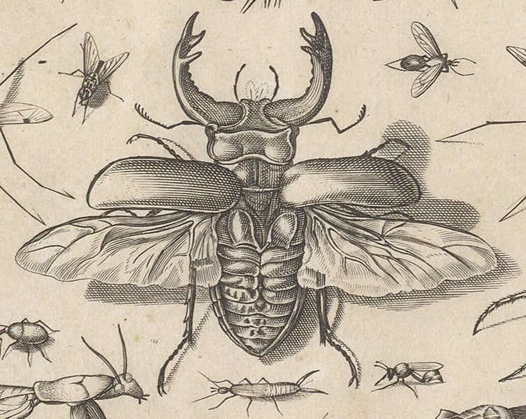 Detail of second image, scarab beetle with wings spread, engraving in Diversae insectarum volatilium icones ad vivum accuratissime depictae, by Jacob Hoefnagel, plate 4, 1630 (Linda Hall Library)