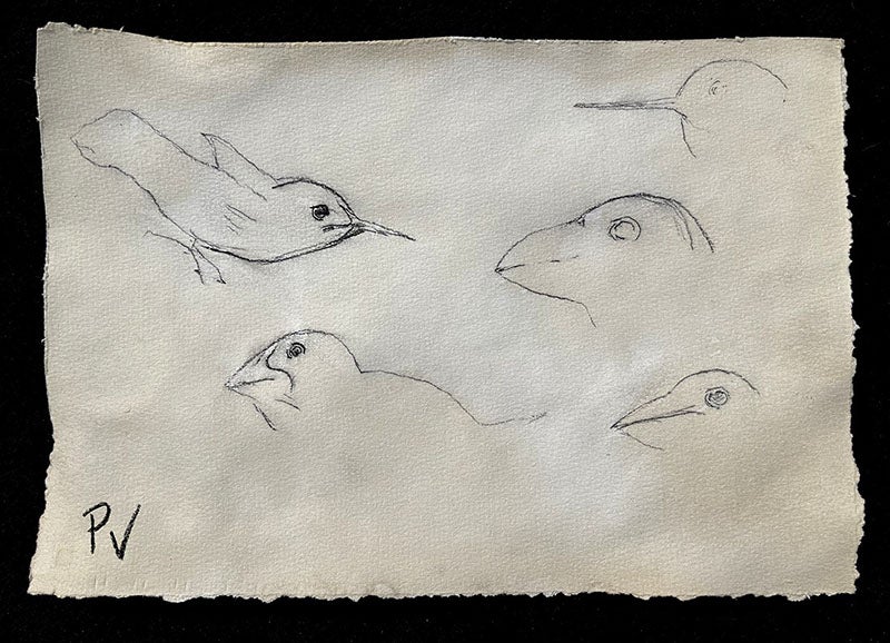 Sketches of the heads and beaks of finches modified and bred in Mauritsstad, Ecuador, by Pieter Vogelvormer, undated leaf but 1640s, signed “PV,” Mauritshuis Museum, The Hague (mauritshuis.nl/en)