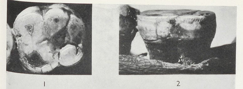 The two embedded molars in the Piltdown I mandible, which were found to have been filed into their present shape, detail of plate in "The solution to the Piltdown problem,” by Joseph S. Weiner, Kenneth P. Oakley, Wilfrid Le Gros Clark, Bulletin of the British Museum (Natural History), Geology, vol. 2, 1953 (Linda Hall Library)