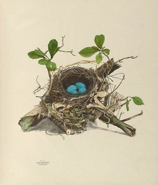 Wood thrush nest and eggs, drawing and lithograph by Genevieve Estelle Jones, in <i>Illustrations of the Nests and Eggs of Birds of Ohio</i>, 1879-86, plate 2 (Smithsonian Institution Libraries via Biodiversity Heritage Library and Wikimedia commons)