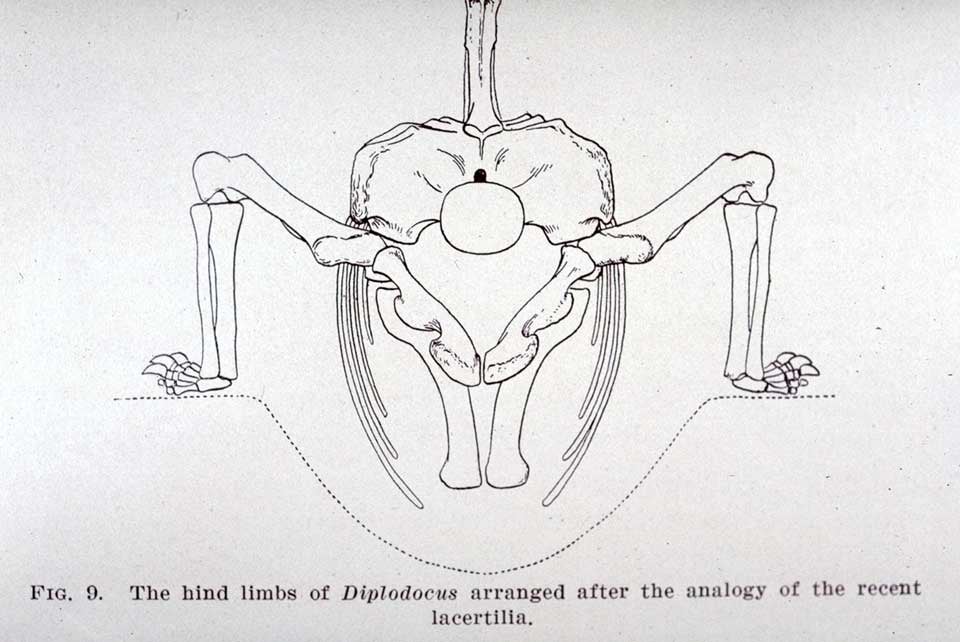 Holland's illustration of Tornier's reconstruction, showing the hind limbs of Diplodocus. This work is part of our History of Science Collection, but it was NOT included in the original exhibition. 
