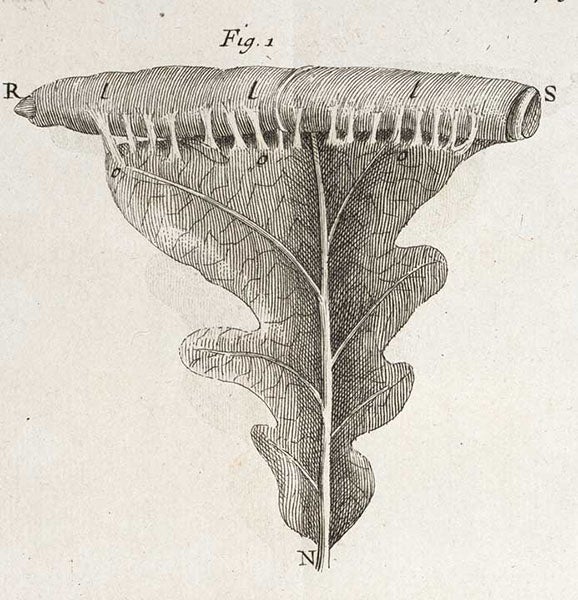 A leaf being rolled up by caterpillars, detail of engraved plate in Mémoires pour servir a l'histoire des insectes, by Réne-Antoine Ferchault de Réaumur, vol. 2, 1736 (Linda Hall Library)