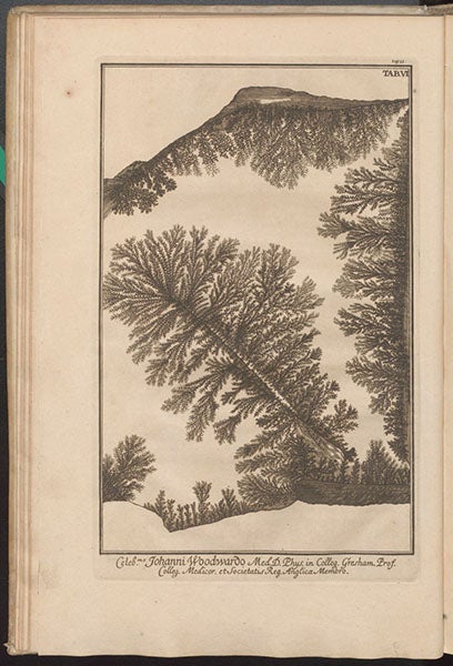 Dendrites on a slab of limestone, printed in black, engraving in Herbarium diluvianum, by Johann Jakob Scheuchzer, new edition, 1723 (Linda Hall Library)