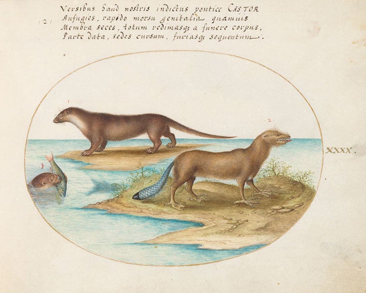 Two otters and a beaver, watercolor and gouache on vellum, by Joris Hoefnagel, The Four Elements, Aier volume, 1575-1600, National Gallery of Art, Washington (nga.gov)