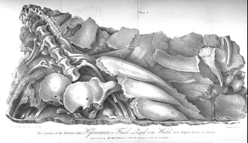 Hylaeosaurus in its matrix, found 1832, in The Geology of the South-East of England, by Gideon Mantell, 1833 (Linda Hall Library)
