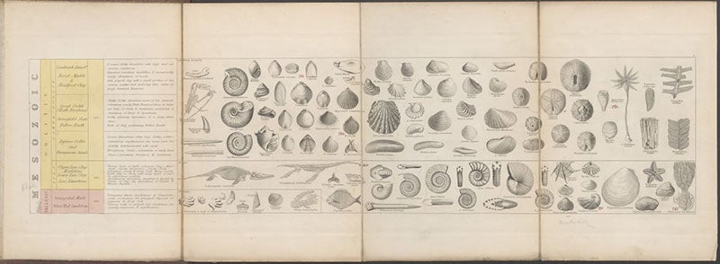 The entire unfolded Plate 3, Mesozoic strata, A Tabular View of Characteristic British Fossils, Stratigraphically Arranged [compiled and engraved by J. W. Lowry, drawn by C. R. Bone], 1853 (Linda Hall Library).