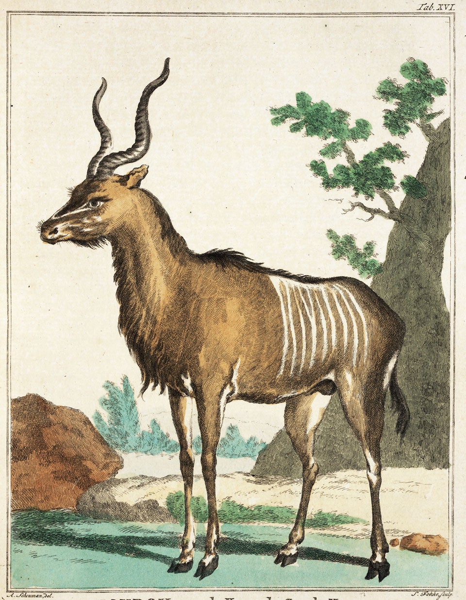 Kudu. Image source: Vosmaer, Arnout. Description d’un receuil exquis d’animaux rares. Amsterdam: Chez J. B. Elwe, 1804, pl. 16.