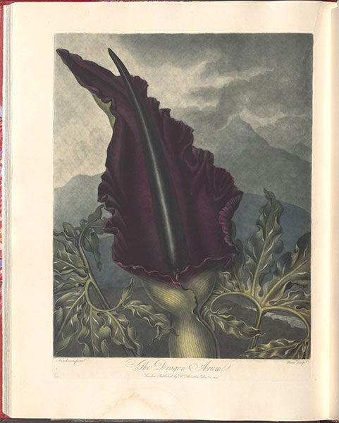 The Dragon Arum, engraving after a painting by Peter Henderson, 1801, in The Temple of Flora, by Robert Thornton, 1807 (Linda Hall Library)