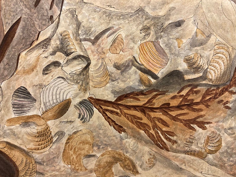 Detail of fourth image just above (Linda Hall Library)