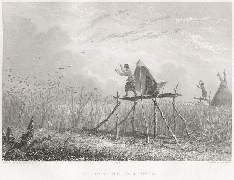 “Guarding the Corn Fields,” engraving after a painting by Seth Eastman, in Indian Tribes of the United States, by Henry Schoolcraft, vol. 3, 1853 (Linda Hall Library)