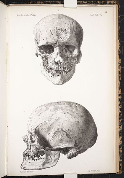 Two views of the skull of Cro-Magnon 1, found by Louis Lartet in 1868, lithograph, “Memoire sur une sepultre des anciens troglodytes de Perigord," by Louis Lartet, Annales des sciences naturelles, 5th ser., Zoologie et Paleontologie, 1868, vol. 10, plate 2, 1868 (Linda Hall Library)