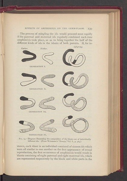 Diagram of “idants” and “ids”, which correspond more or less to our chromosomes and genes, from August Weismann, The Germ-Plasm: A Theory of Heredity, 1893 (Linda Hall Library)