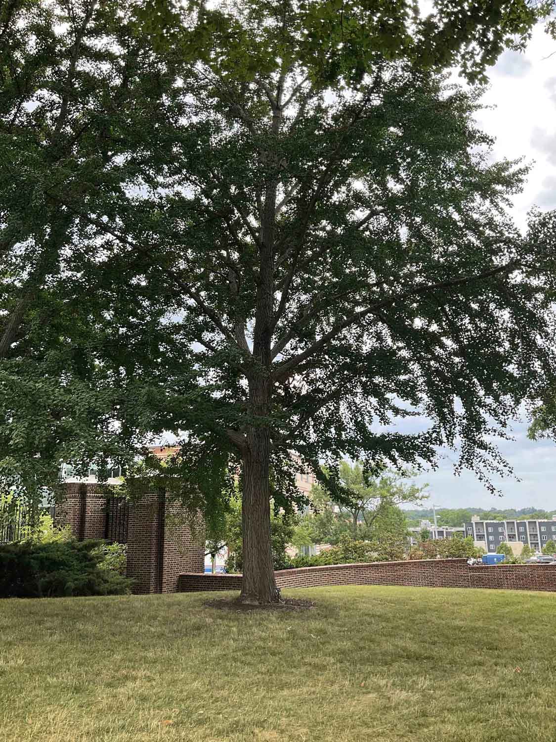 Ginkgo 17-1-3 - Linda Hall Library