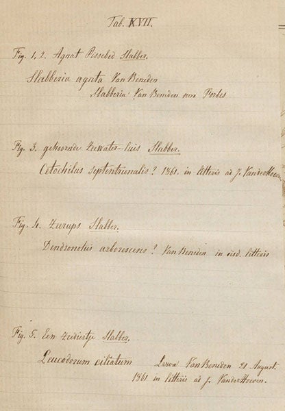 Tipped in hand-written sheet for plate 17 (second image) of Martinus Slabber, Natuurkundige verlustigingen, 1778, giving 19th-century scientific names for Slabber’s species (Linda Hall Library)