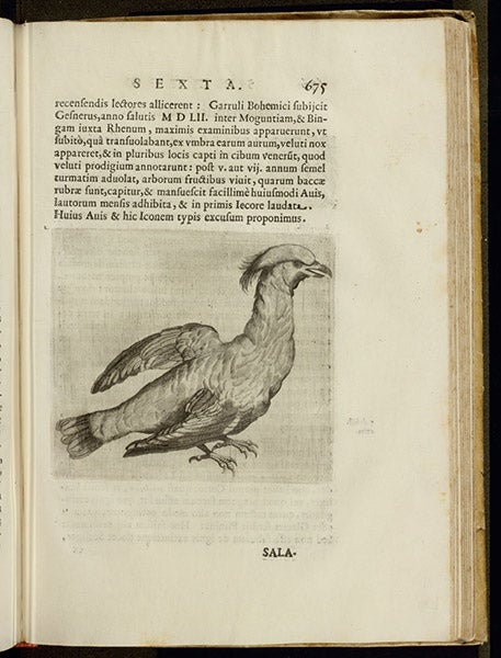 A Bohemian waxwing, text engraving, in Musaeum Franc. Calceolarii, by Benedicto Ceruto and Andrea Chiocco, 1622 (Linda Hall Library)