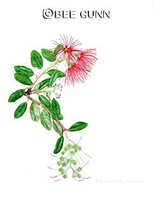 Metrosideros excelsa, a member of the Myrtle family, in watercolor.