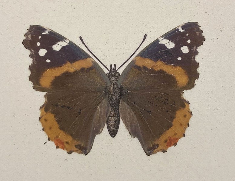 Red Admiral butterfly, a nature print, detail of sixth image below, As Nature Shows Them: Moths and Butterflies of the United States, by Sherman Foote Denton, vol. 2, 1900 (Linda Hall Library)