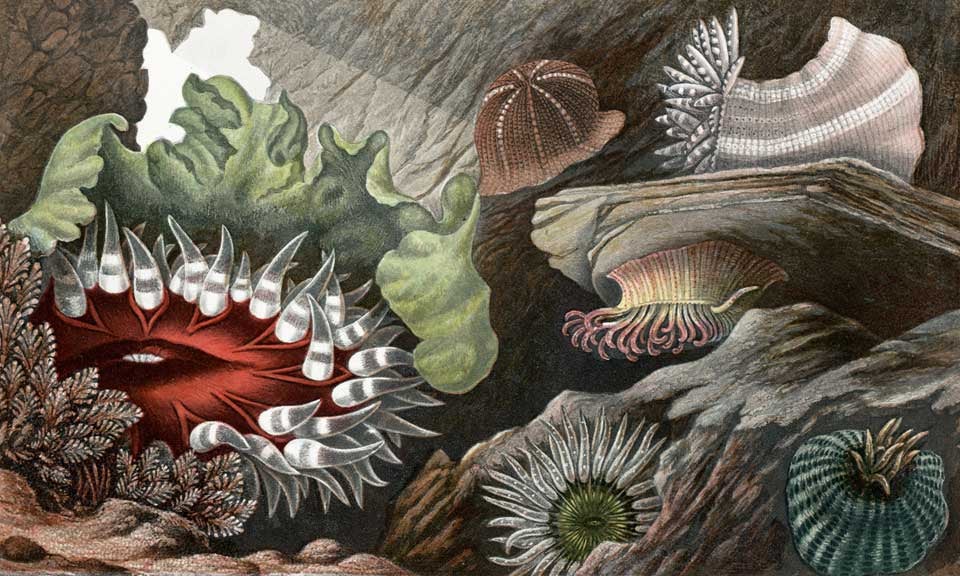 Sea anemones. Image source: Gosse, Philip Henry. Actinologia Britannica: A History of the British Sea-Anemones and Corals. London: Van Voorst, 1860, pl. 4.