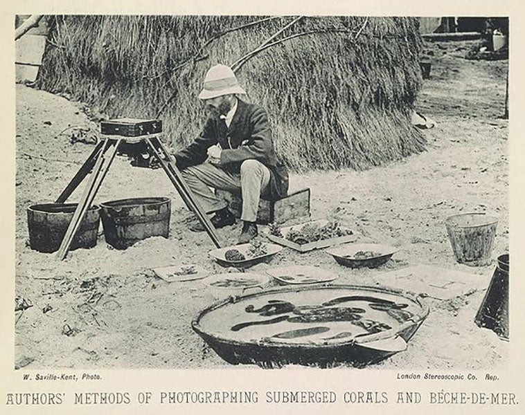 William Saville-Kent photographing sea cucumbers (beche-de-mer) in tubs of seawater on the Great Barrier Reef, photograph by Saville-Kent, in The Great Barrier Reef, 1893 (Wikimedia commons)