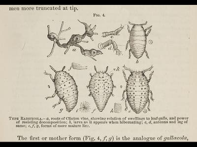 Charles V. Riley - Linda Hall Library