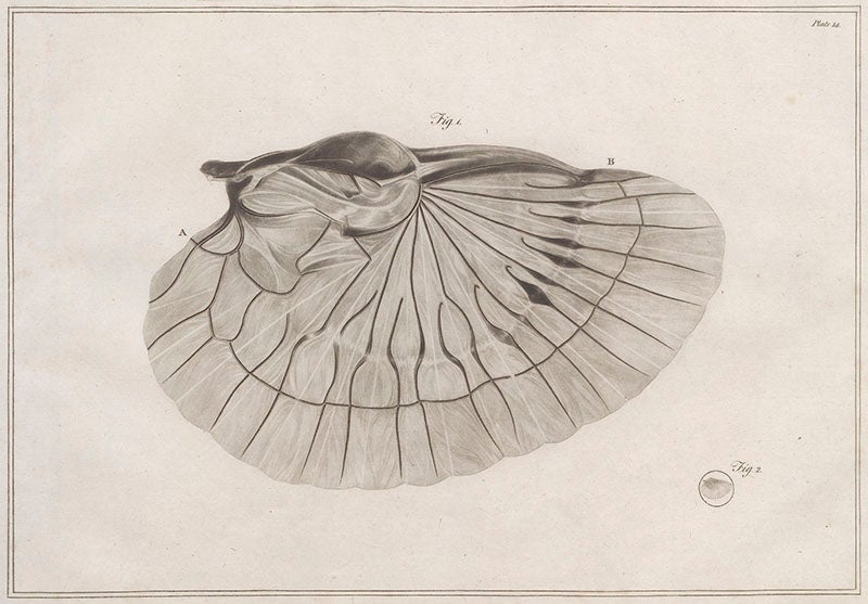 The wing of an earwig, viewed natural size (<i>bottom right</i>) and through the microscope, from George Adams, Jr., <i>Essays on the Microscope</i>, 1787 (Linda Hall Library)