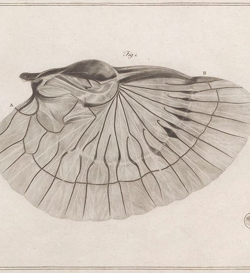 Earwig Microscope George Adams, Jr. - The Linda Hall