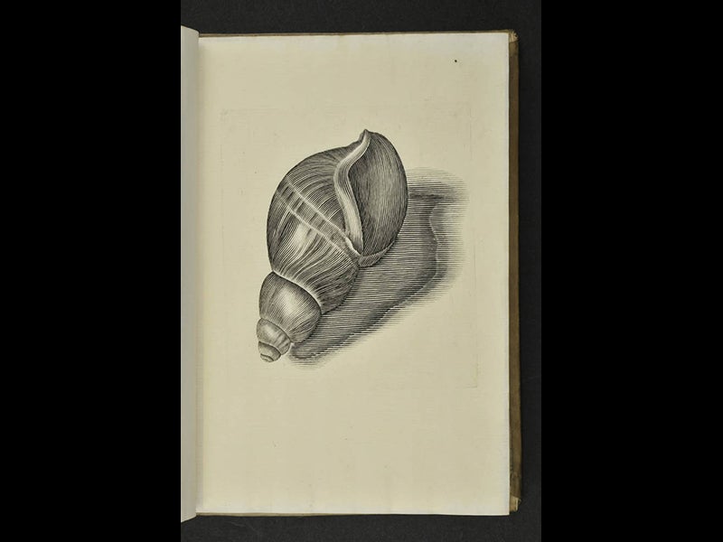 Historiae Conchyliorum, an encyclopedia of shells