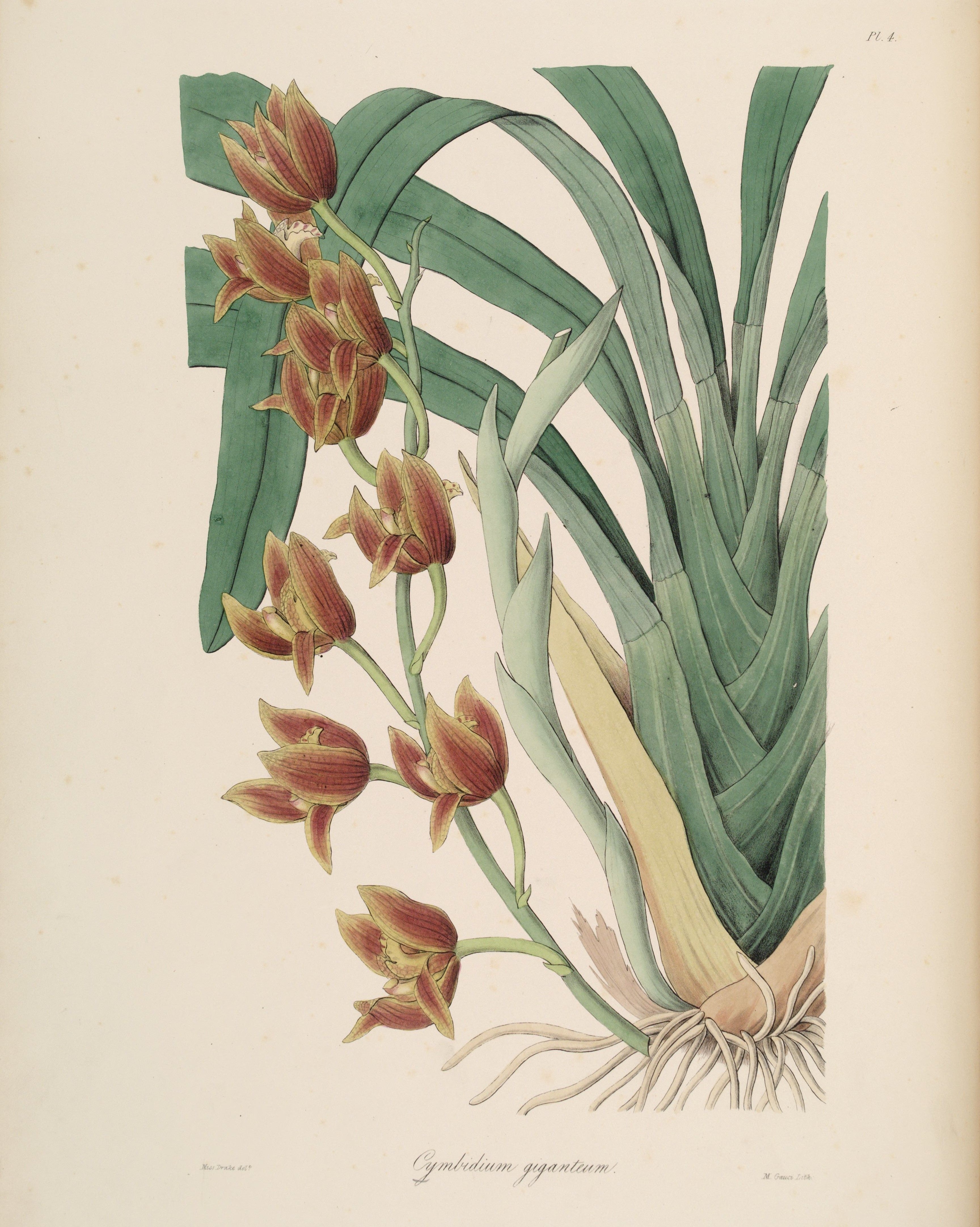 Cymbidium giganteum. Image source: Lindley, John. Sertum orchidaceum: A Wreath of the Most Beautiful Orchidaceous Flowers. London, J. Ridgway, 1838, pl. 4.