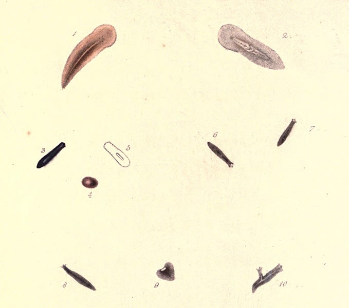 Plate illustrating regeneration in planariae, engraving by W&amp;D Sizars after drawing by J. Syme and W. Lizars, in John Graham Dalyell, <i>Observations on some interesting phenomena in animal physiology</i>, 1814 (babel.hathitrust.org)