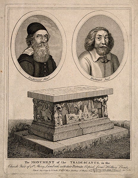 John Tradescant, Younger and Elder, with their tomb below, stipple engraving by N. Smith, 1793, after W. Hollar, Wellcome Collection, London (wellcomecollection.org)